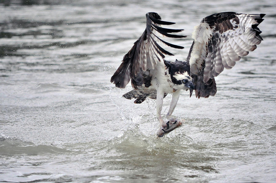 Osprey snatching fish out of the water Photograph by Dan Friend