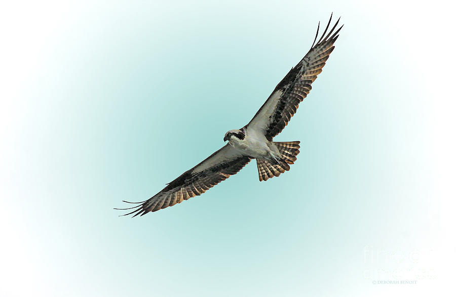 Wildlife Photograph - Osprey Soar 2 by Deborah Benoit
