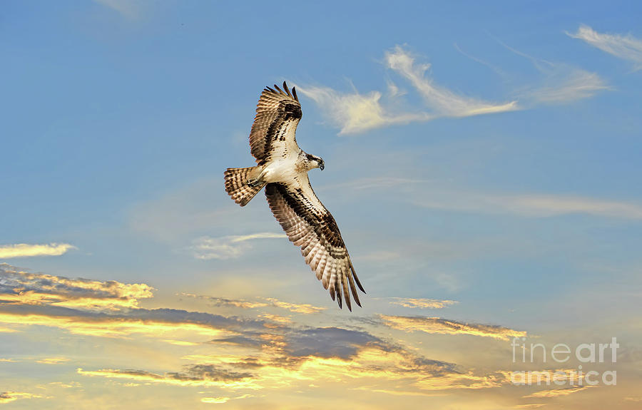 Osprey soaring above a sunset Photograph by Patrick Wolf