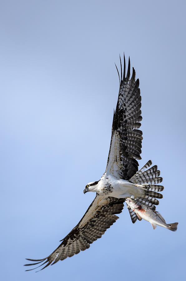 Osprey Soaring Away With A Redfish Photograph by Debra Martz - Fine Art ...