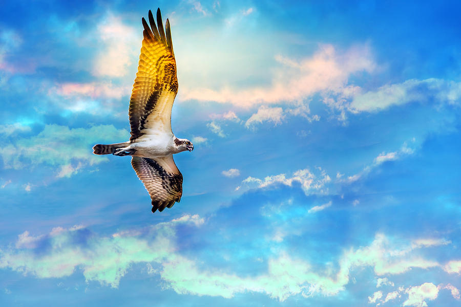 Osprey soaring high against a beautiful sky Photograph by Patrick Wolf
