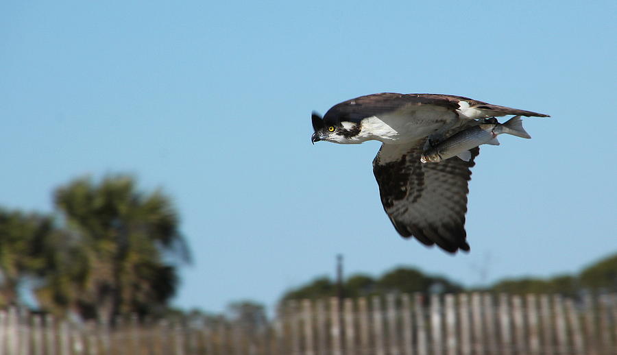 Osprey Photograph - Osprey Speed by Rosanne Jordan