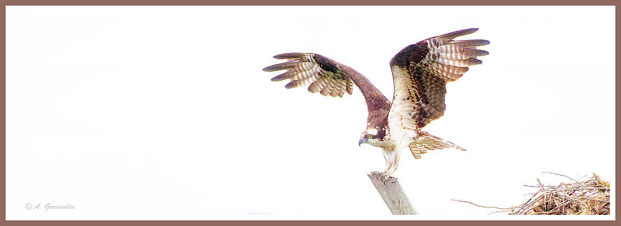 Osprey Spreads His Wings Photograph by A Macarthur Gurmankin