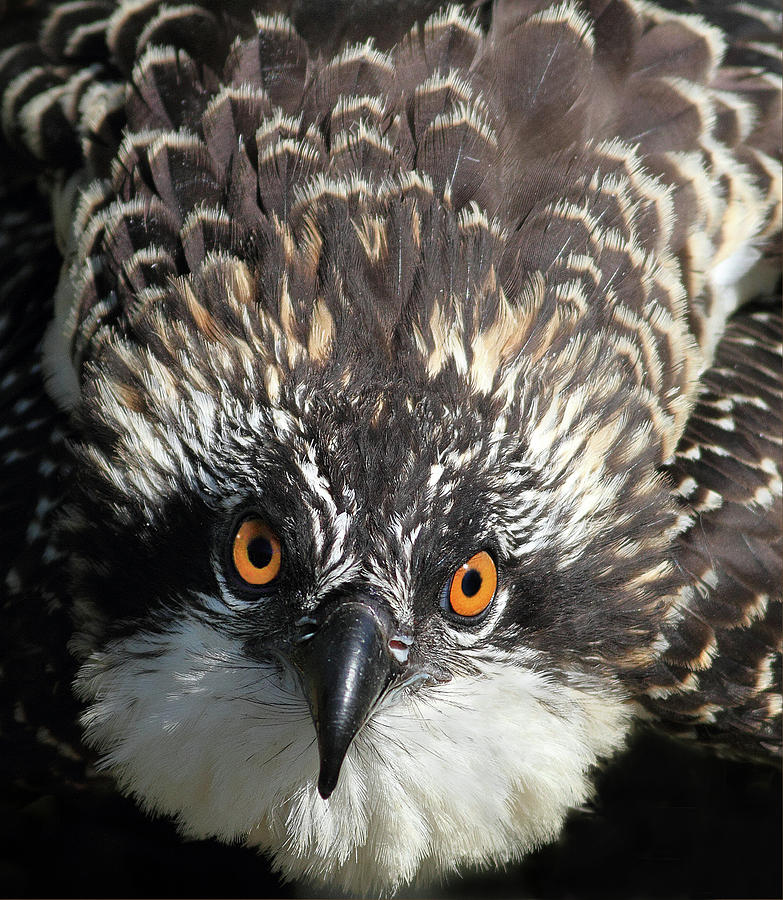 Osprey Stare  Photograph by Art Cole