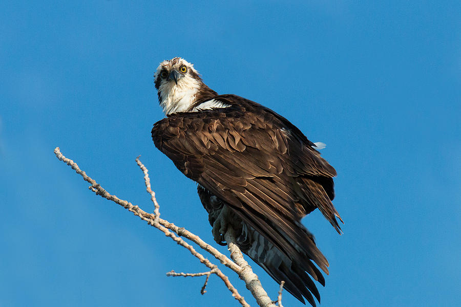 Osprey Stares into the Camera Photograph by Tony Hake - Fine Art America