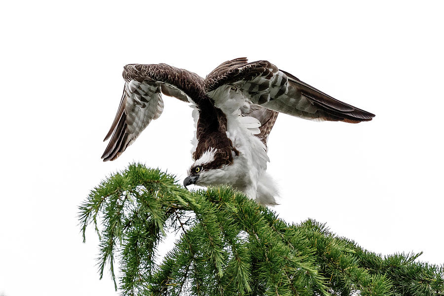 Osprey Stretch Photograph