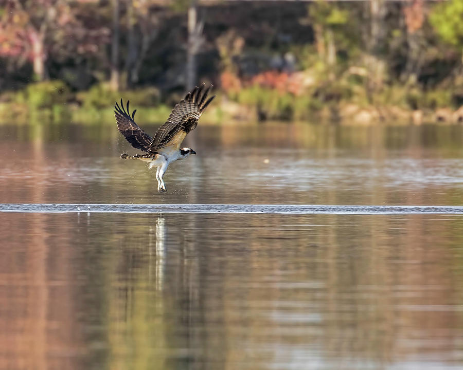 Osprey Strike Out Photograph by Jemmy Archer