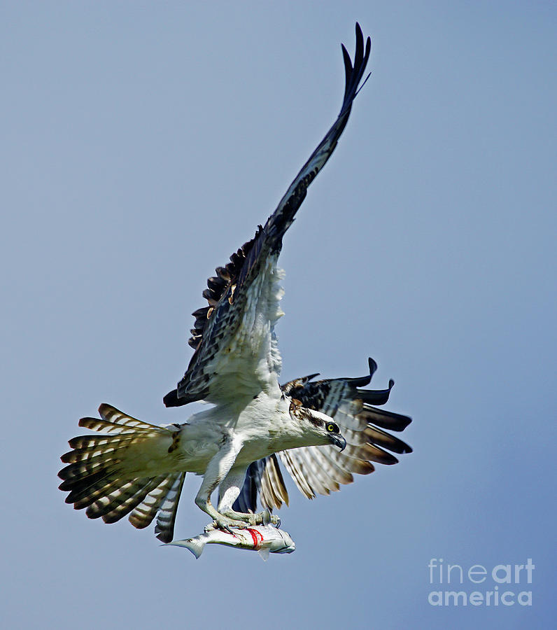 Osprey Success Photograph by Larry Nieland