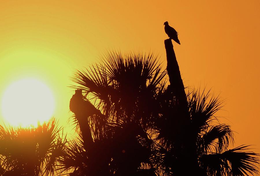 Osprey Sunset Photograph by Don Youngclaus
