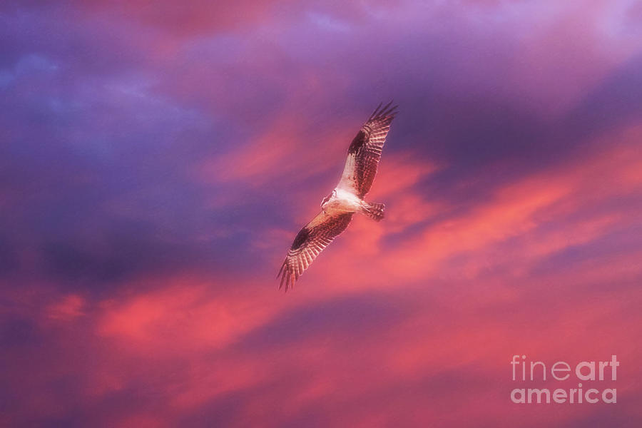 Osprey Sunset Digital Art by Randy Steele