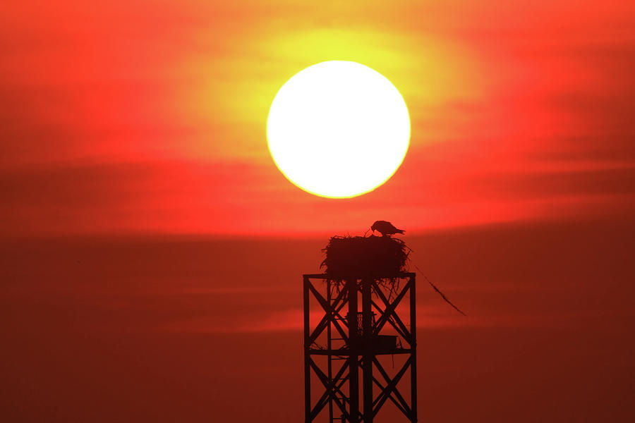 Osprey Sunset by Robbie Johnson