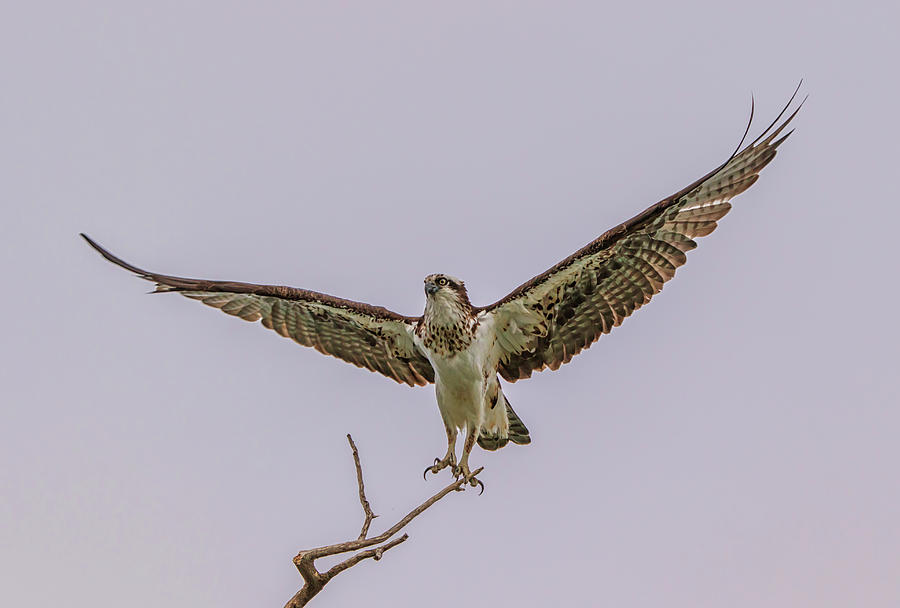 Osprey Take Off Photograph by Marc Crumpler