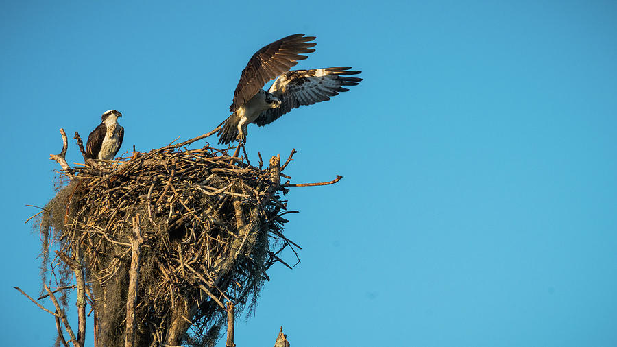 Osprey Takes Flight Everglades National Park Florida Photograph by Lawrence S Richardson Jr