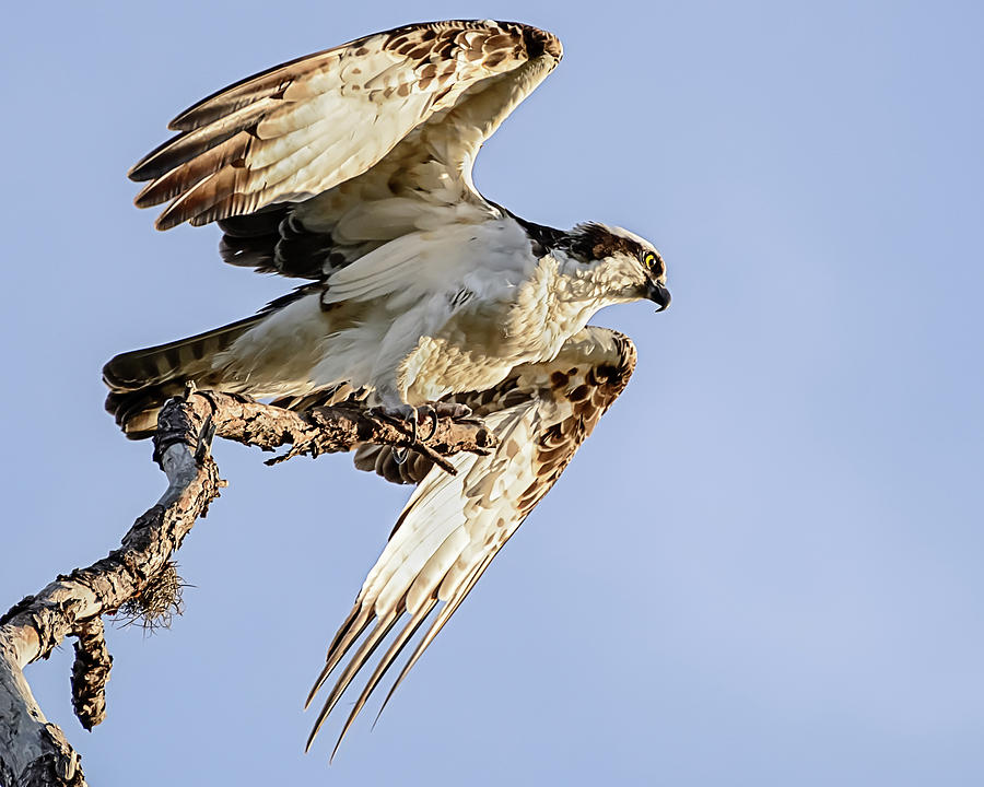 Osprey Taking Flight Photograph by Robert Mitchell