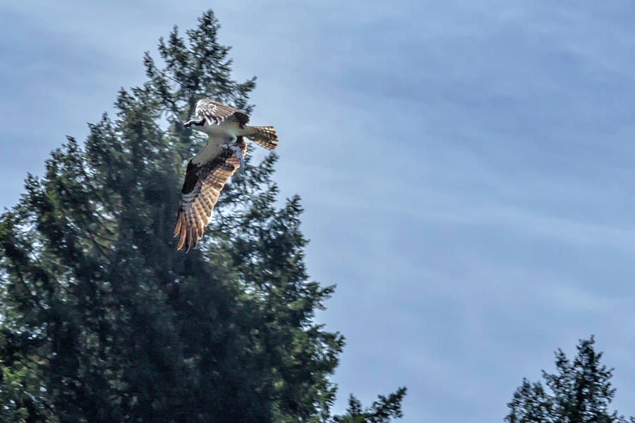 Osprey Taking Home Leftovers Photograph by Belinda Greb