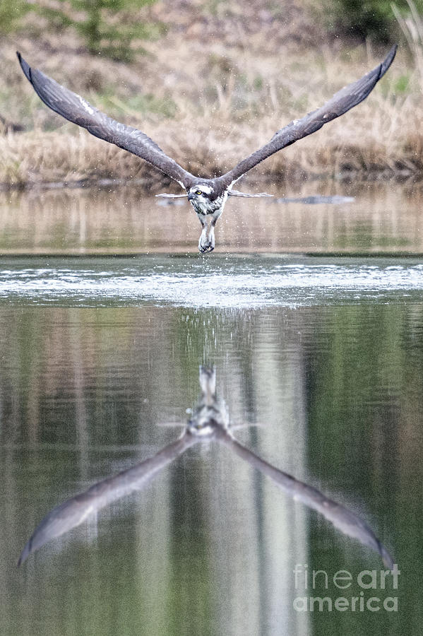 Osprey taking off from water after diving for a fish Photograph by Dan Friend