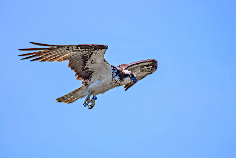 Osprey Talons Photograph by Steve Harrington