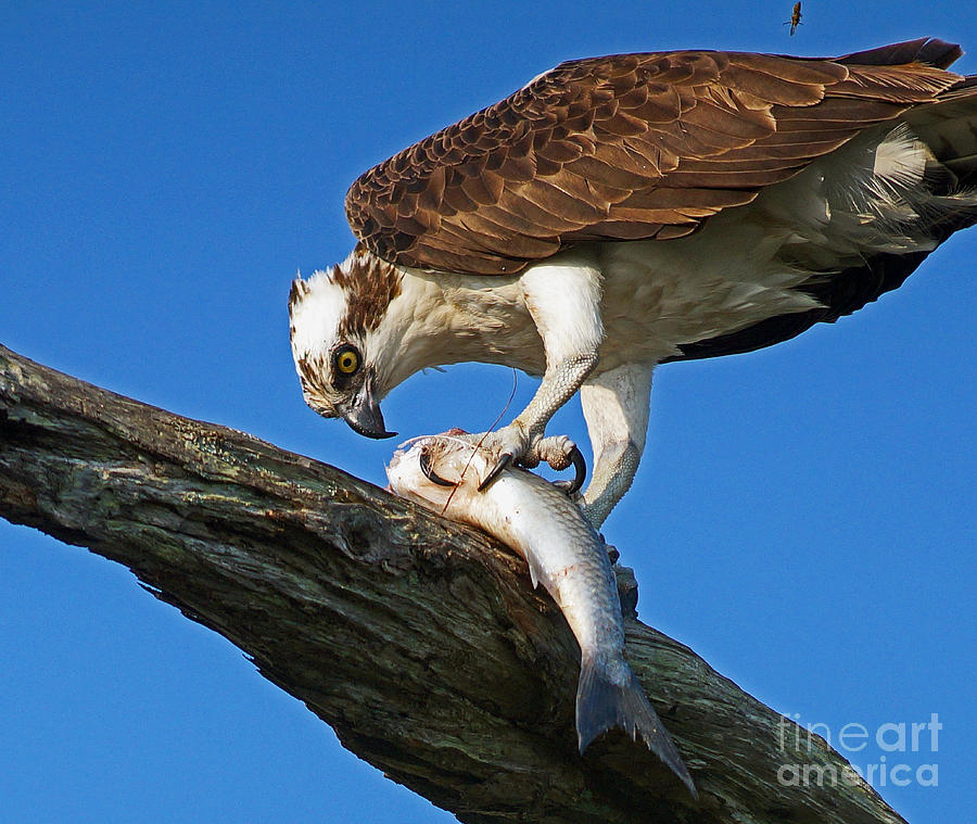 Osprey The meal Photograph by Larry Nieland