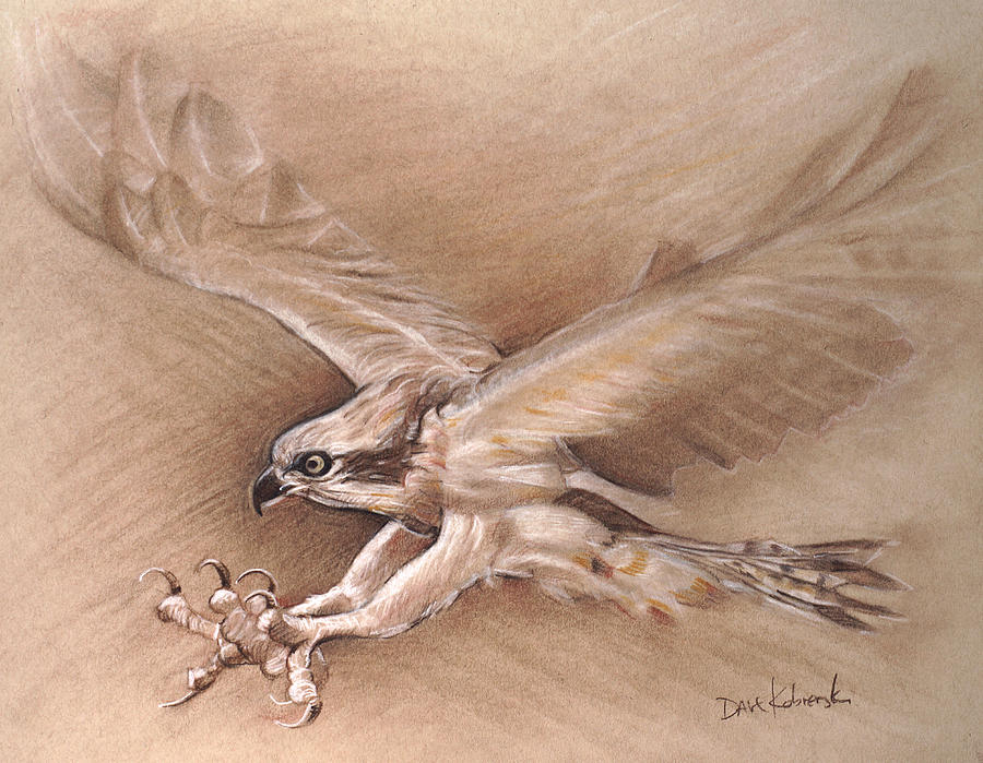 Osprey Drawing - Osprey - Wildlife Drawing by Dave Kobrenski