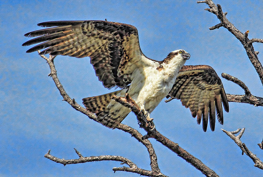 Osprey Wing Stretch Photograph by HH Photography of Florida