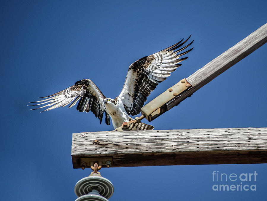 Osprey Wings Photograph
