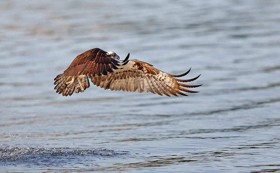 Osprey Wings Photograph by Jack Nevitt