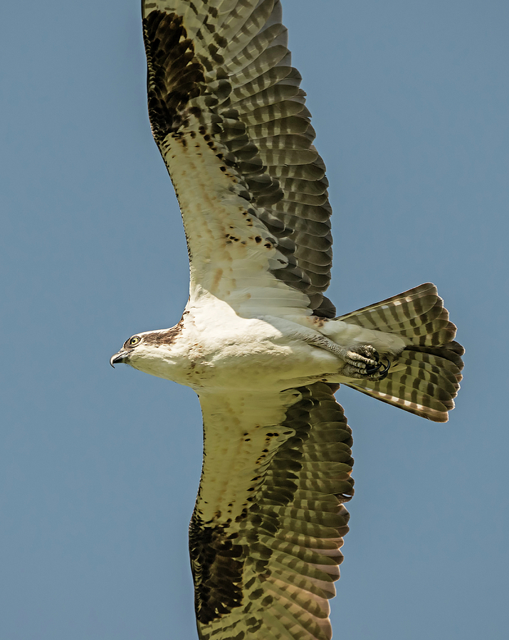 osprey wingspan