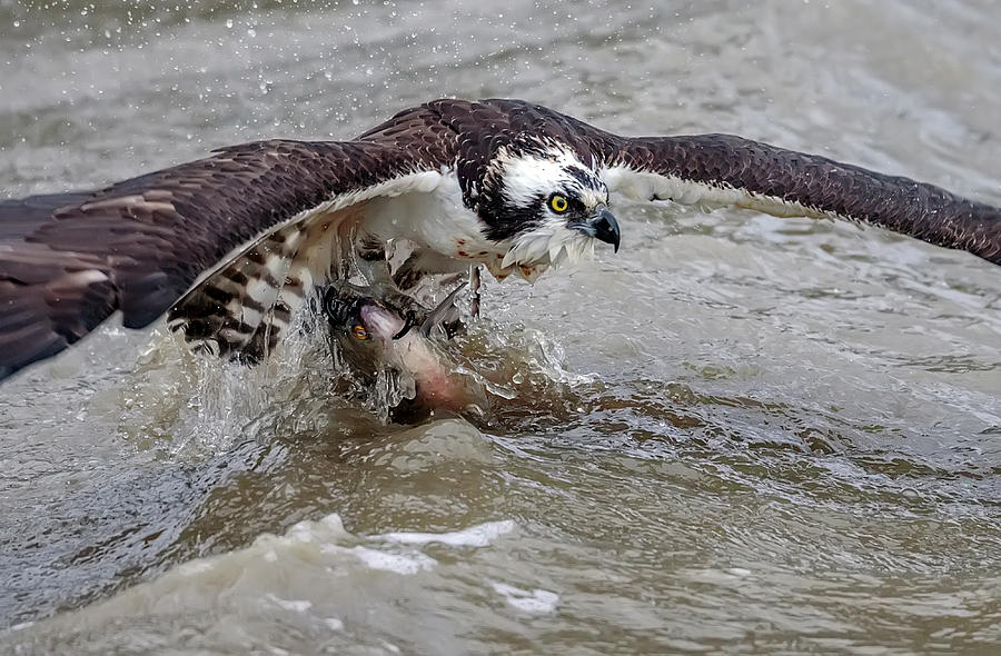 Osprey with a Catch Photograph by Glenn Woodell