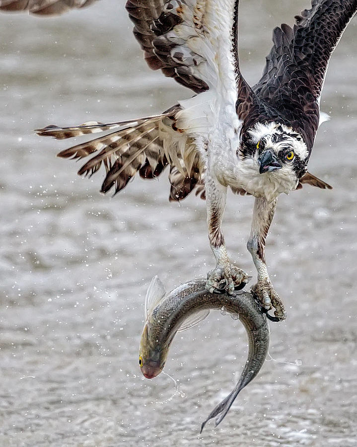 Osprey with a Catch II Photograph by Glenn Woodell