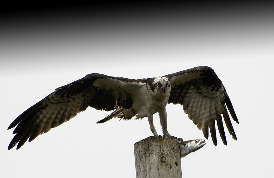 Fish Photograph - Osprey With a Live Catch by Mark Emmerson