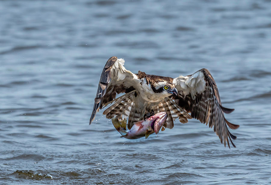 Osprey with Catch 9108 Photograph by Donald Brown
