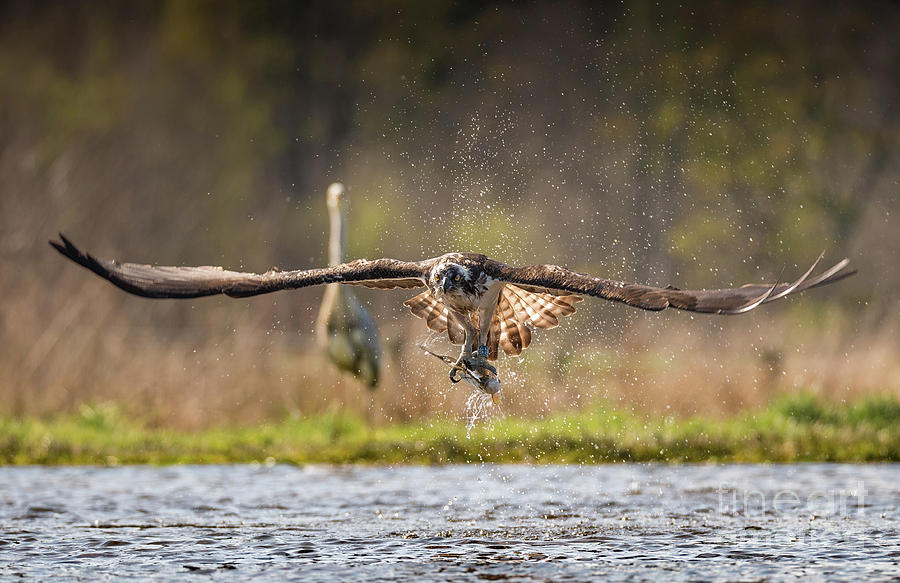Osprey With Catch Photograph