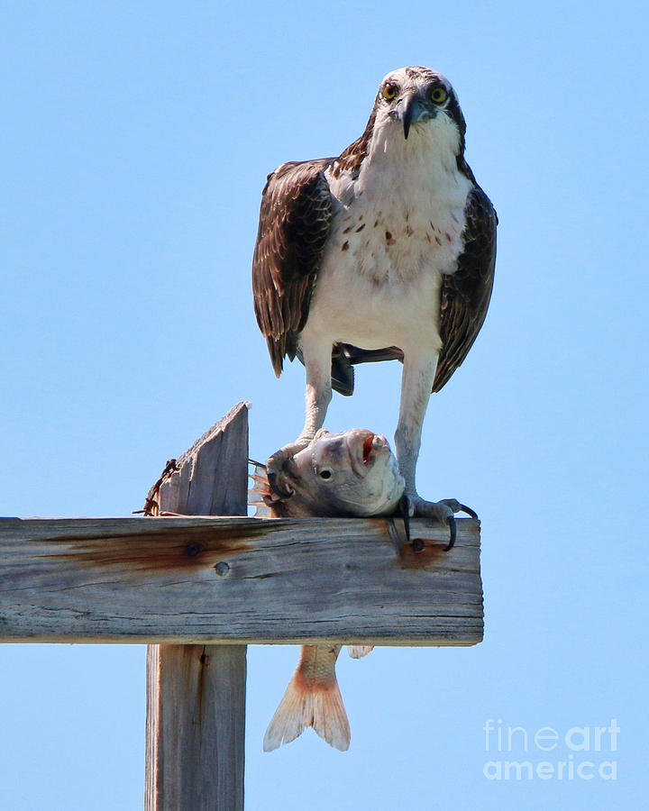 Osprey with Catch of the Day  9911 Photograph by Jack Schultz