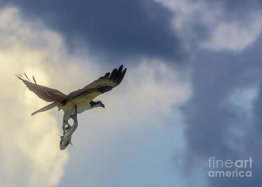Osprey with Catch Photograph by Ty Shults
