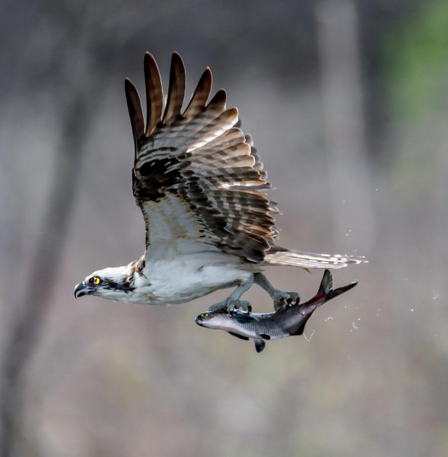 what do osprey eat