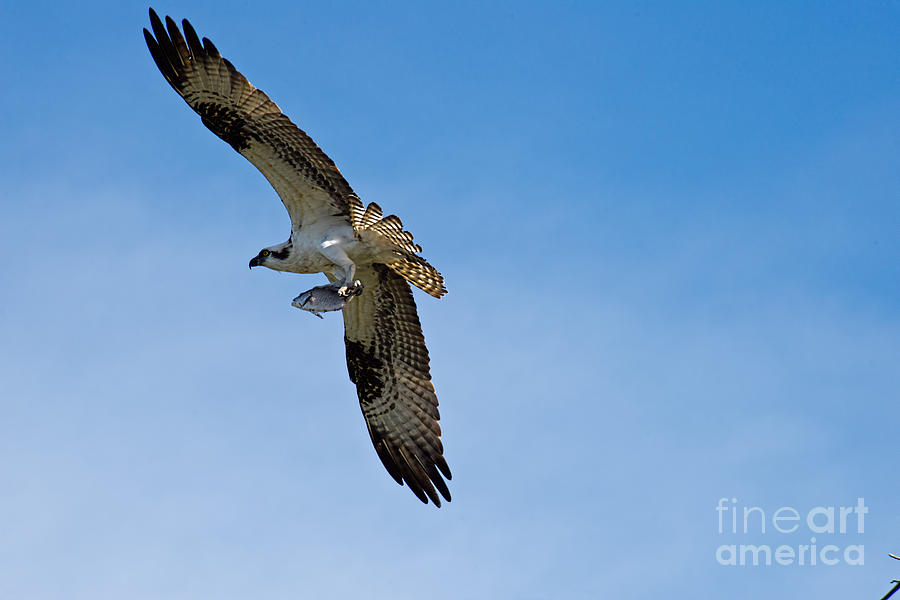Osprey with Fish 2 Photograph by David Arment