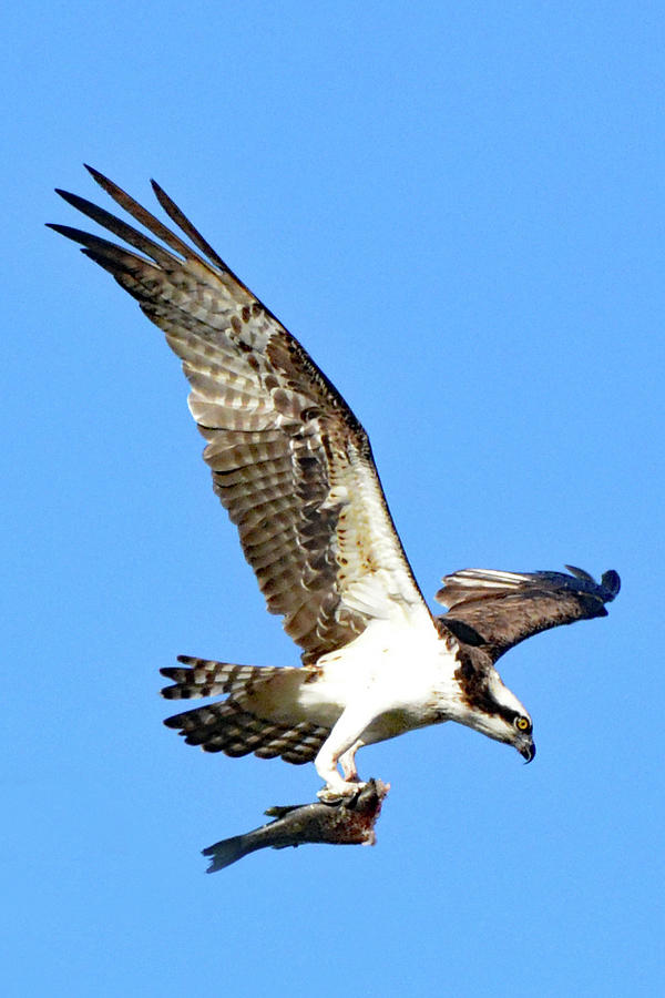 osprey with fish