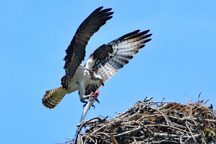 Osprey with Fish #3 Photograph by Jerry Griffin