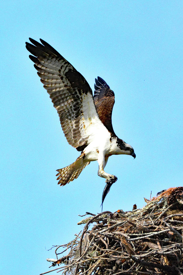 osprey with fish