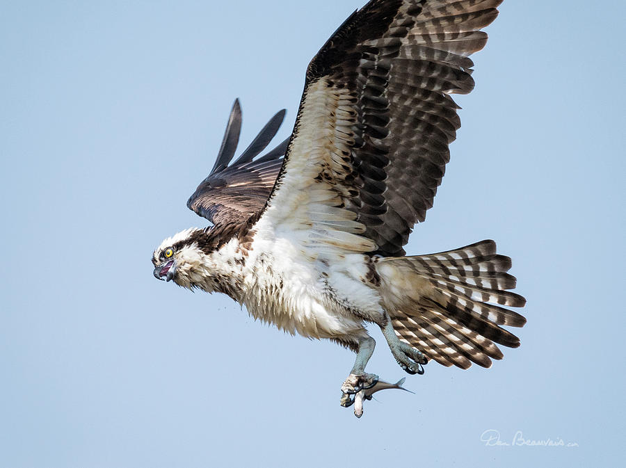 Osprey with Fish 8847 Photograph by Dan Beauvais