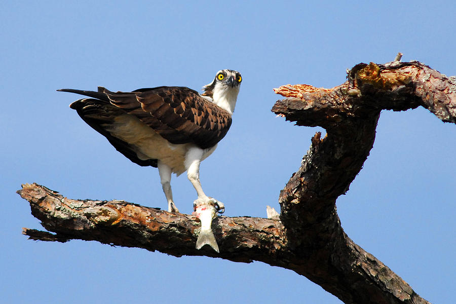 Osprey with Fish Photograph by Alan Lenk