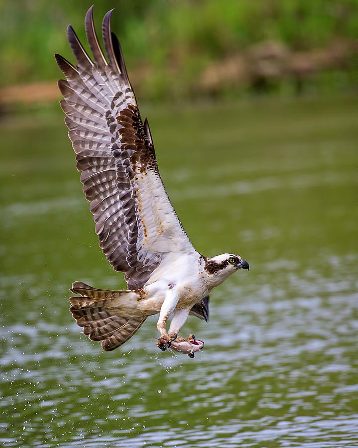 Osprey with Fish Photograph by Alan Raasch