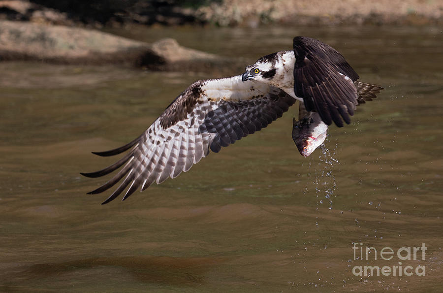 Osprey with Fish Photograph by Art Cole