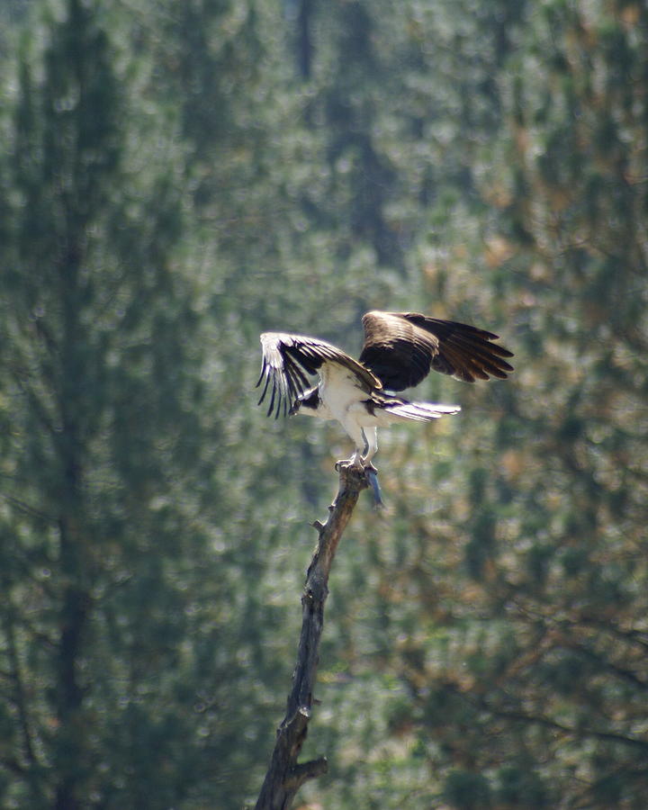 Osprey with Fish Photograph by Ben Upham III