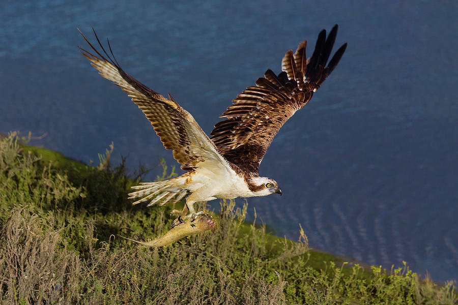 osprey with fish