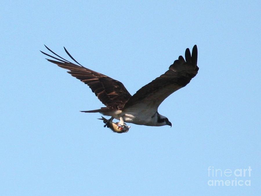 Osprey with Fish Photograph by Carol Groenen