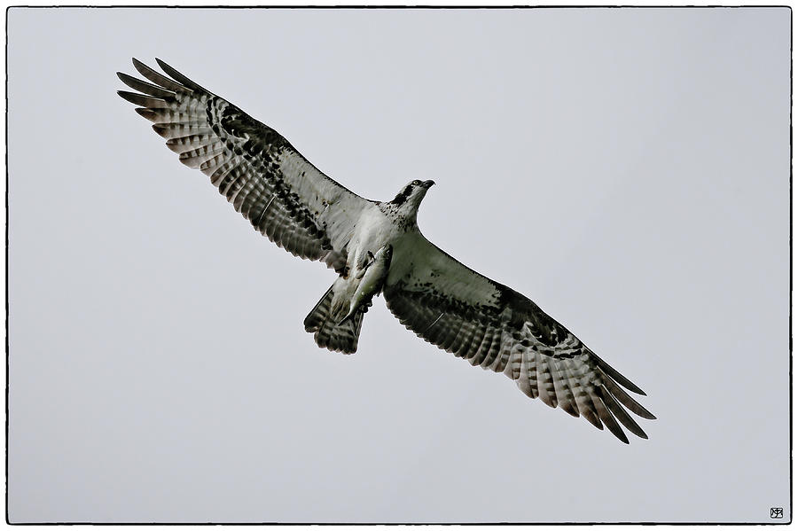 Osprey with fish Photograph by John Meader