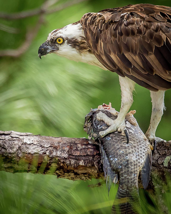 Osprey with fish lunch Photograph by Joe Myeress