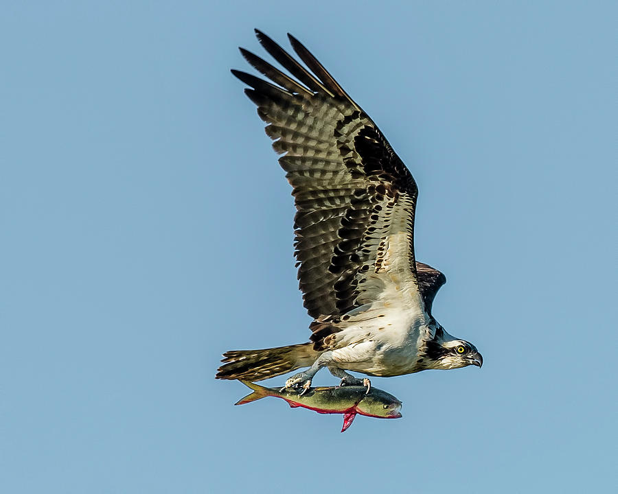 Iris Dines On Huge Fish While Perched On Pole  🐟🐠🐟 How good are Ospreys  at catching fish? Over several studies, Ospreys caught fish on at least 1  in every 4 dives