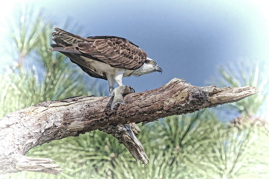 Osprey With Fish - Time For Dinner Photograph by HH Photography of Florida